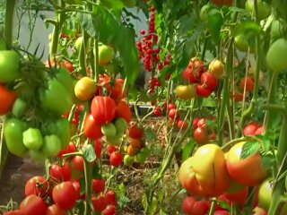 Помідори