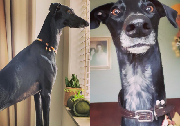 Пес-жираф стал звездой