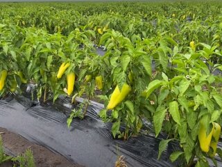 Урожай перцю