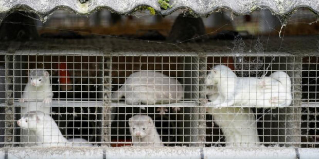 винищені данські норки почали вставати з могил