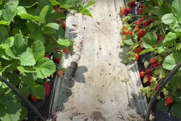 Урожай полуниці