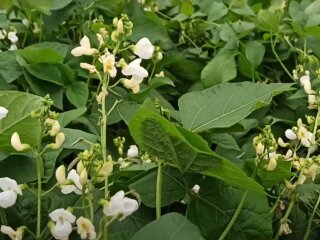 цвітучий город