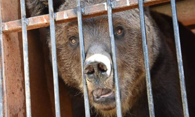 Реабілітацію на Закарпатті пройдуть два ведмеді