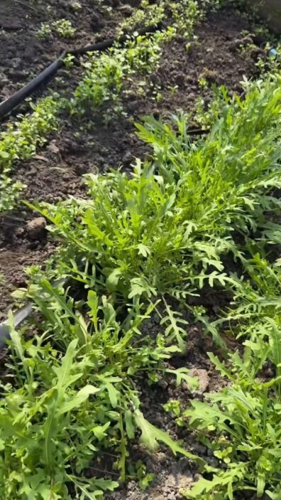 Скрин публікації Олі Полякової