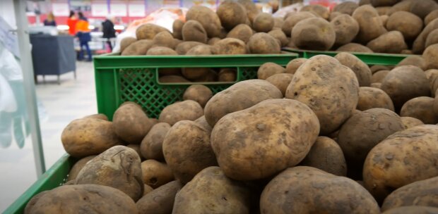 картошка в супермаркете
