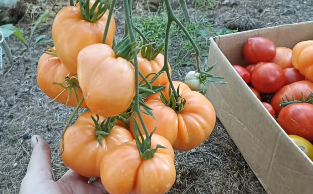 Зверніть на це увагу: як правильно поливати помідори, щоб вони виросли солодкими та пружними