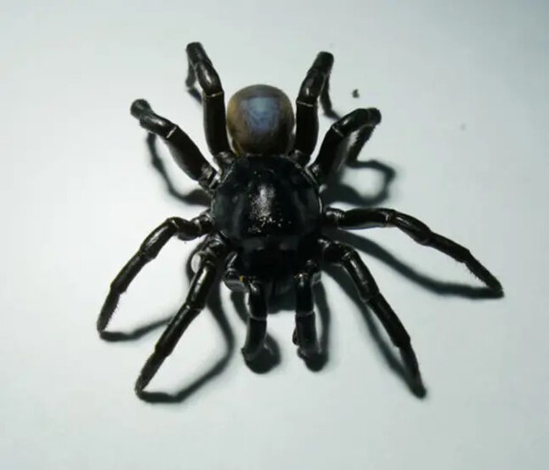 Паук-ловушка Pine Rockland