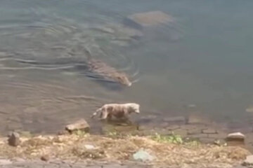 собачку утащил под воду огромный крокодил