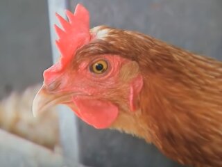 Курка. Фото: скріншот відео.