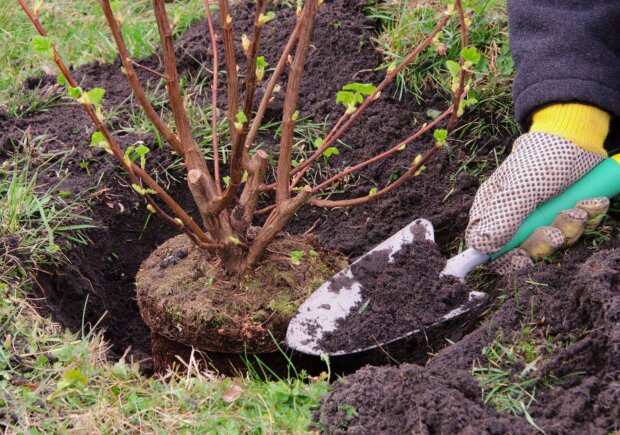 Пересаджування кущів, кадр з відео