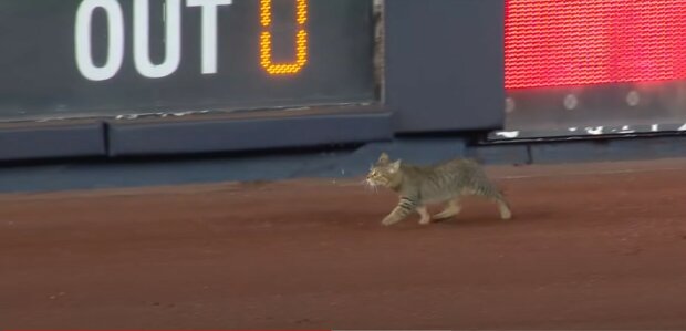 кіт увірвався на бейсбольний матч