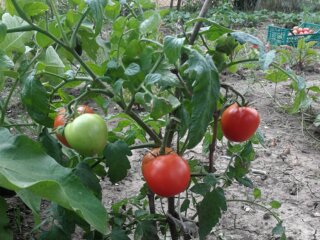 Помідори, город, кадр з відео