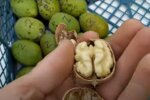 Щедрый урожай грецкого ореха
