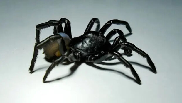 Паук-ловушка Pine Rockland