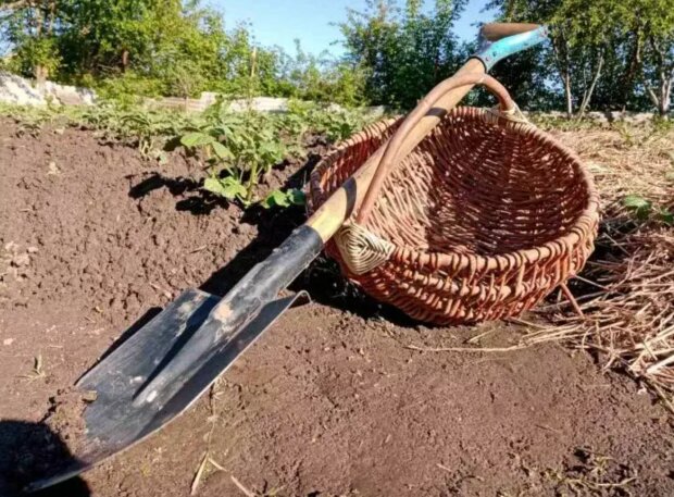 Збір врожаю картоплі: коли найкраще займатися викопуванням у серпні та вересні