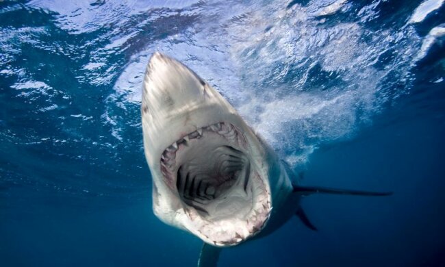велика біла акула
