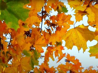 Осень, погода, гороскоп