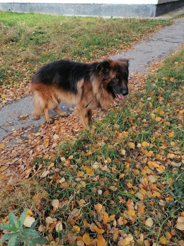 Вівчарка на прізвисько Кирюша