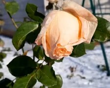 Погода, троянда, весна