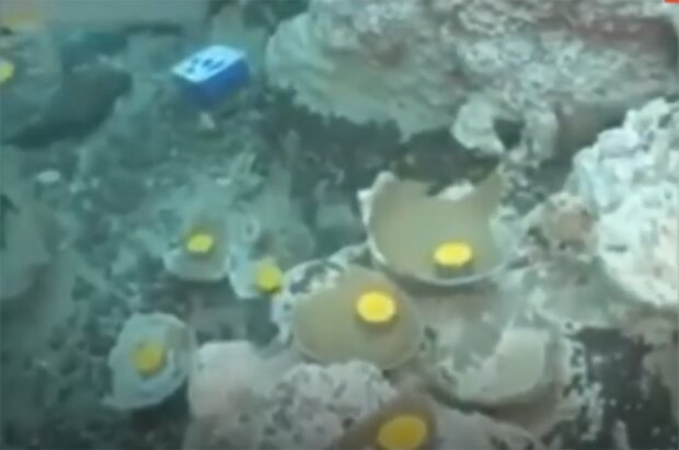 Дослідники випадково натрапили на унікальний скарб