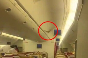 летучая мышь залетела в салон самолета