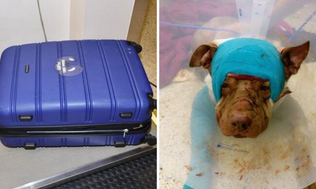 Живодер нанес щенку 50 ножевых