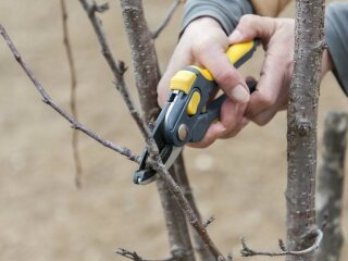 Сад, обрізка дерев, кадр з відео