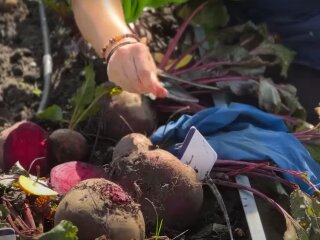 Урожай буряків