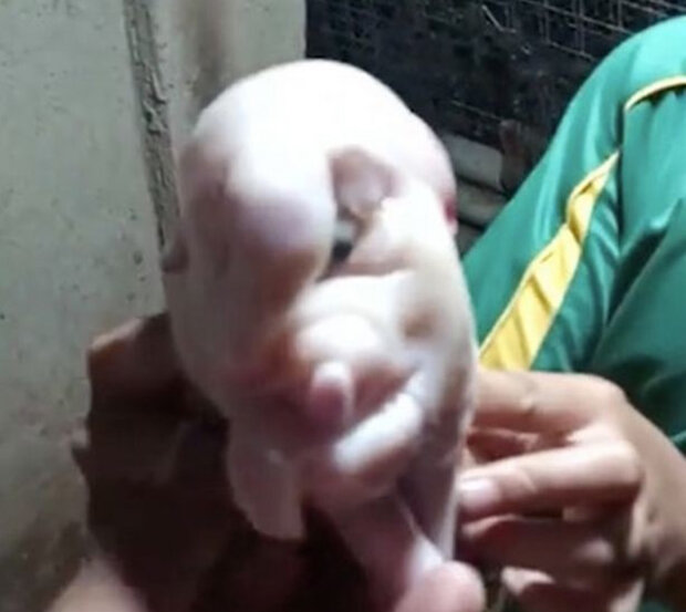 свинья мутант со слоновьим хоботом