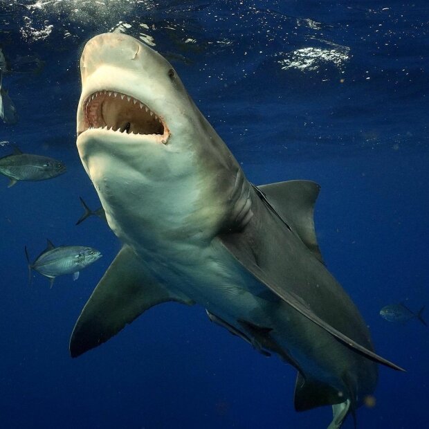 гігантська акула