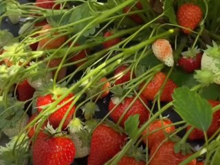 Урожай полуниці