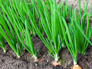 Цибуля, зображення з вільних джерел