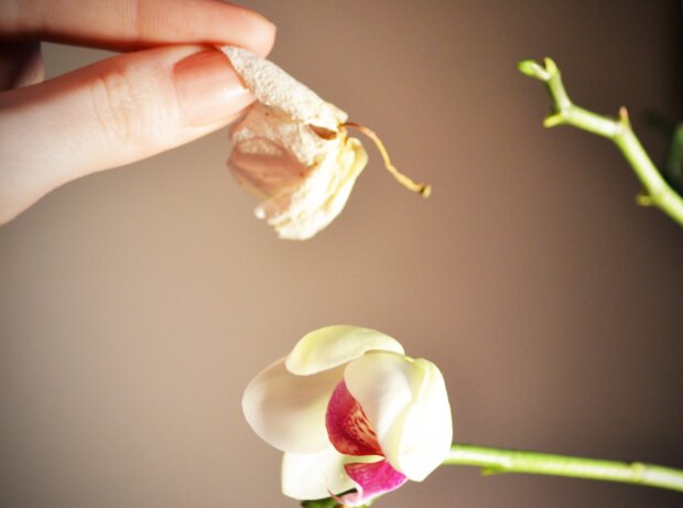 Орхідея, кадр з відео