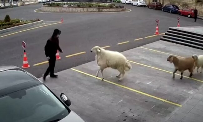 Вівці, кози і барани атакували будівлю міської мерії, курйозне відео