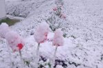 Погода