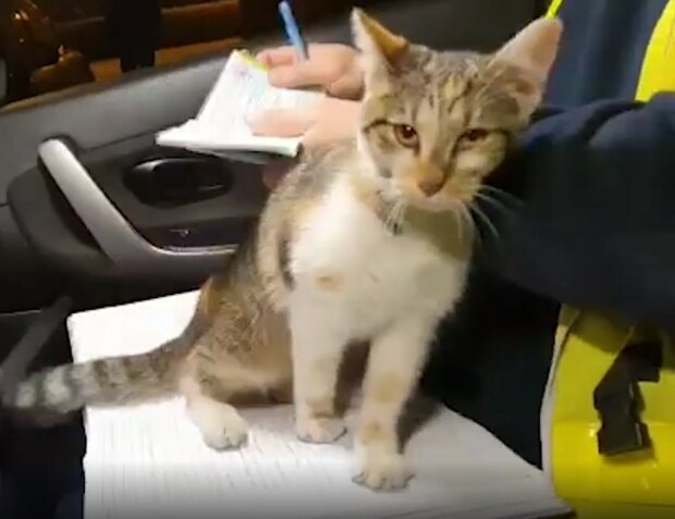 Полицейские показали нападение кошки на сотрудников