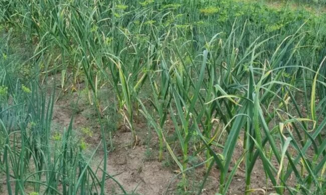 Часник, кадр з відео