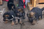 Собака, кошка или крыса: ученые придумали экспрес-полоски, которые покажут, какое мясо перед вами