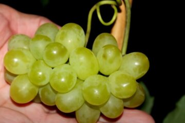 Виноград, фото з вільних джерел