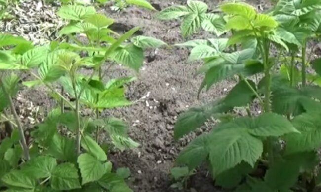 Кущі малини на городі