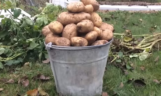 Вашему урожаю картошки будут завидовать все: что положить в каждую лунку перед посадкой