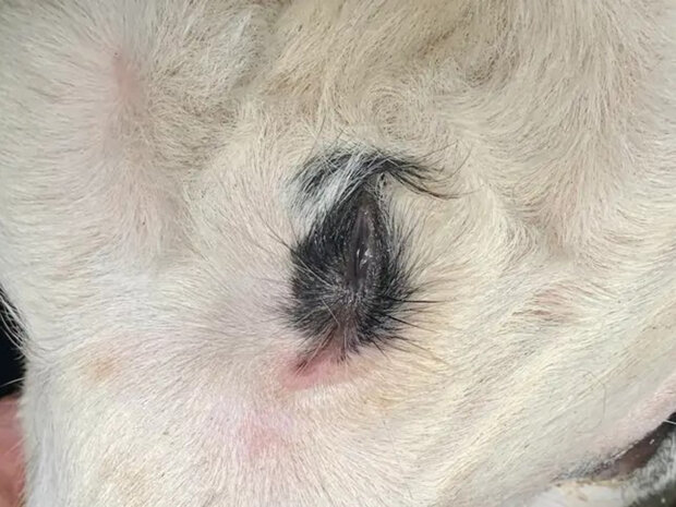 Трехглазый теленок