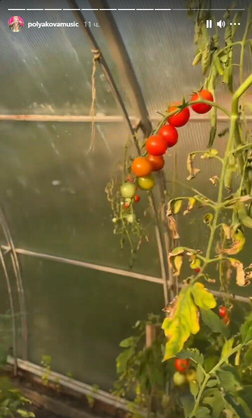 урожай Олі Полякової