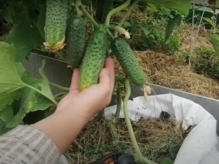 Урожай огірків