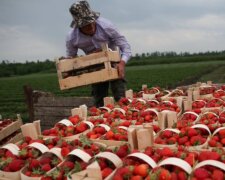 Клубника, изображение из свободных источников