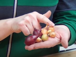 Цибуля-сіянка