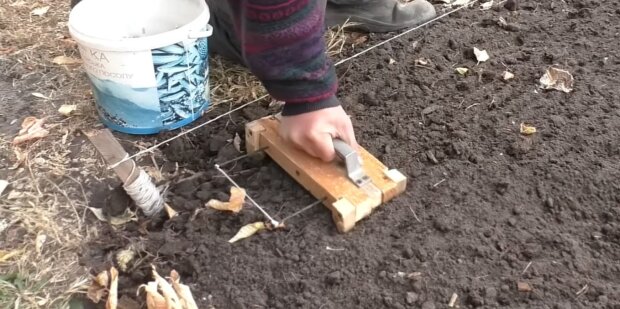 Посадка часнику та цибулі