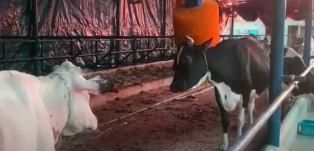 корови, виробництво молока