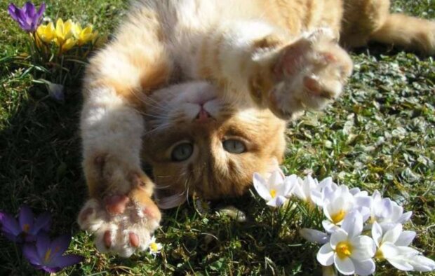 Весна, коти, фото з вільних джерел