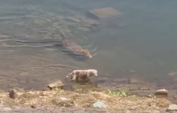 собачку потягнув під воду величезний крокодил